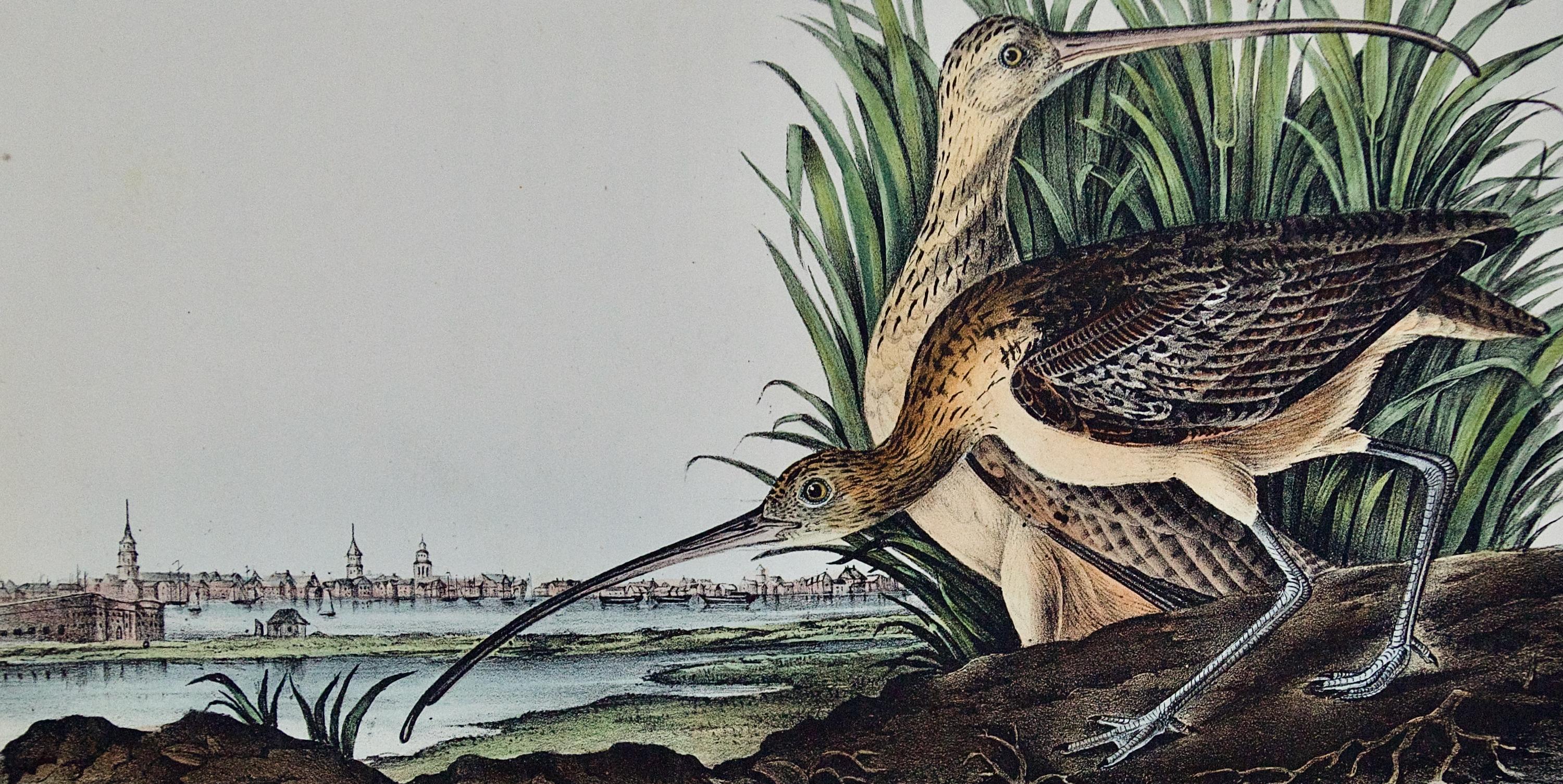 Curlew Bird and Charleston, SC: Original 1st Ed. Audubon Hand-colored Lithograph - Naturalistic Print by John James Audubon