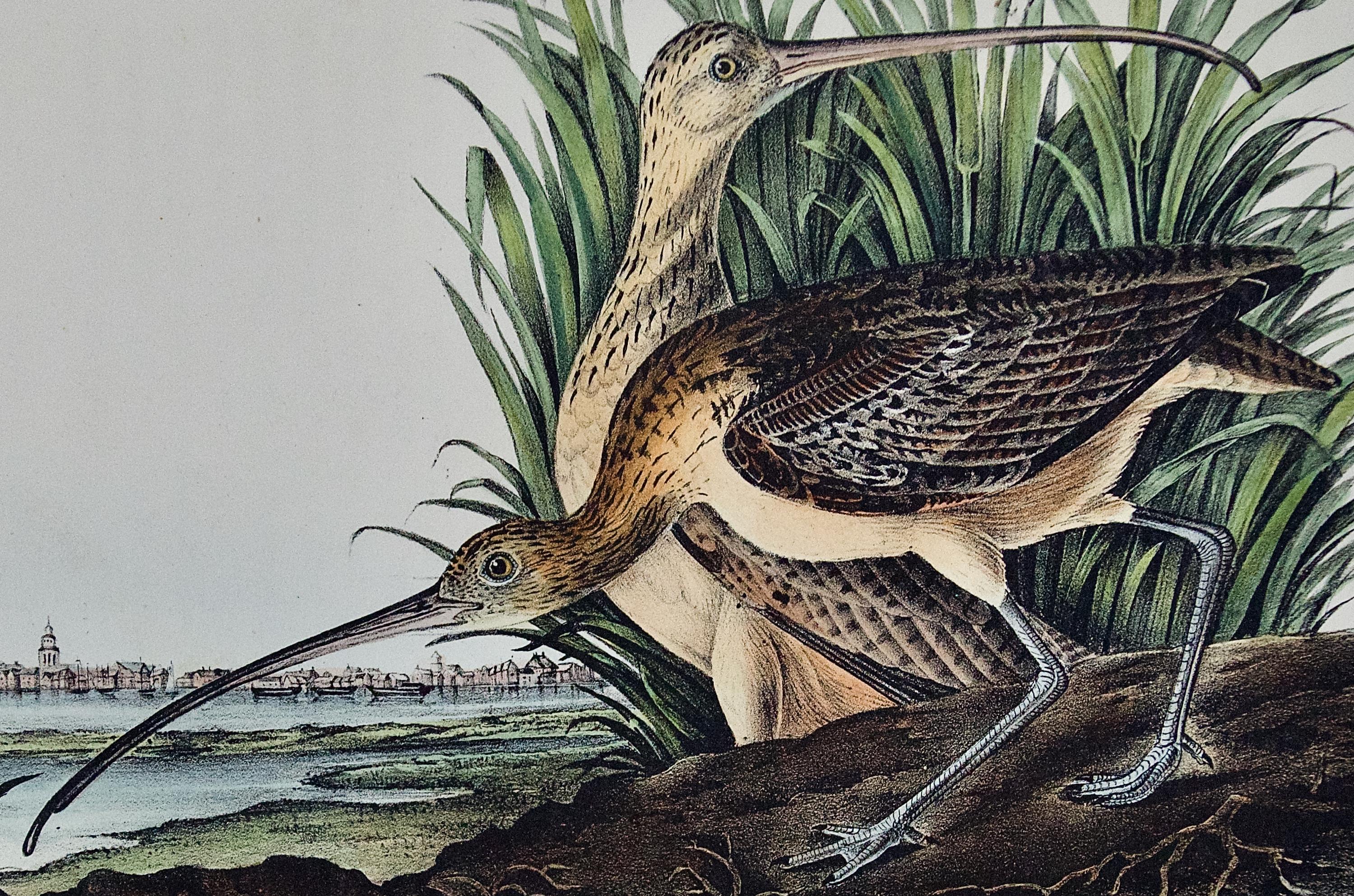 Curlew Bird and Charleston, SC: Original 1st Ed. Audubon Hand-colored Lithograph - Gray Landscape Print by John James Audubon