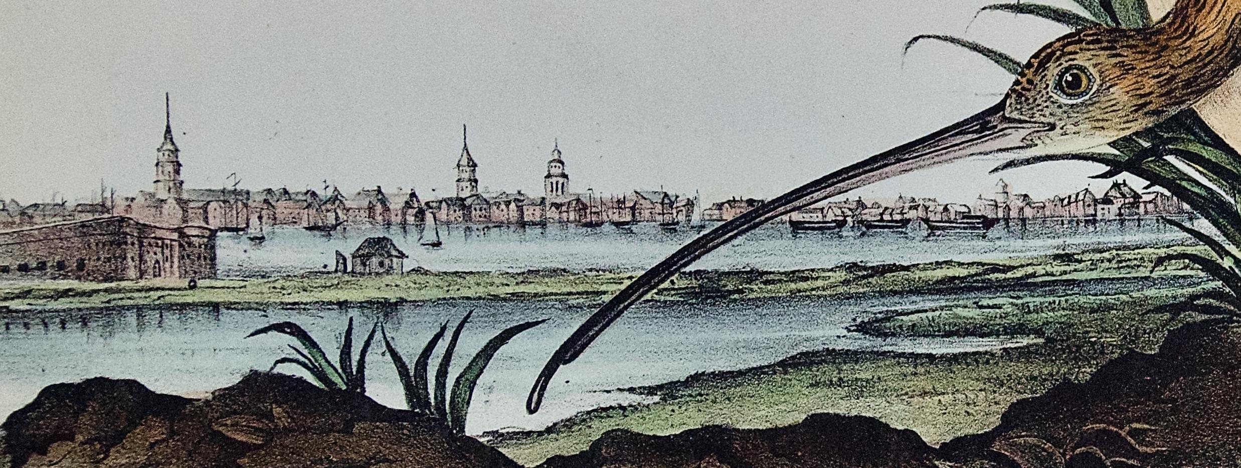 This is an original rare and extremely collectible first edition John James Audubon hand colored lithograph entitled 