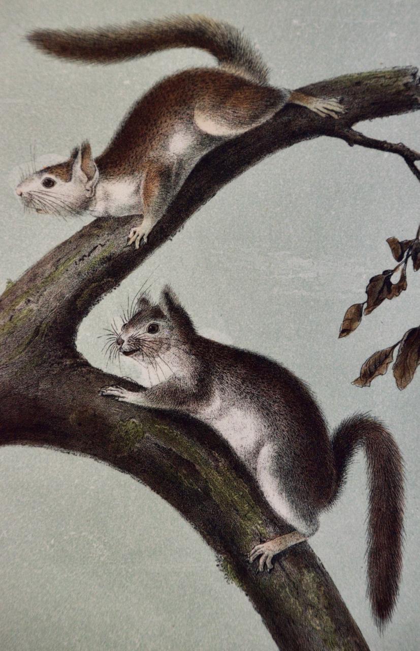 Downy Squirrel: An Original 19th Century Hand-colored Lithograph by Audubon - Print by John James Audubon