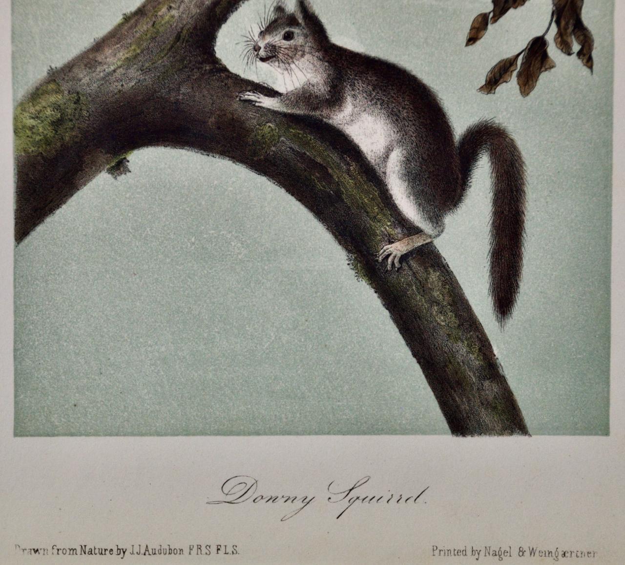 Downy Squirrel: An Original 19th Century Hand-colored Lithograph by Audubon - Naturalistic Print by John James Audubon