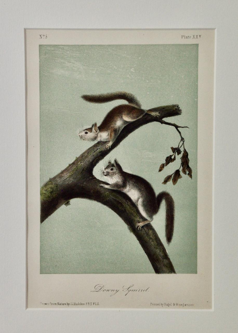 Downy Squirrel: An Original 19th Century Hand-colored Lithograph by Audubon - Gray Animal Print by John James Audubon