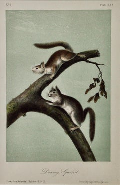 Downy Squirrel: An Original 19th Century Hand-colored Lithograph by Audubon