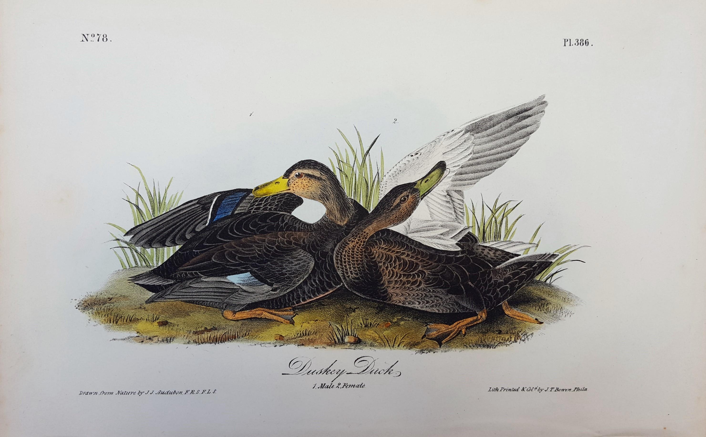 Duskey Duck - Print by John James Audubon