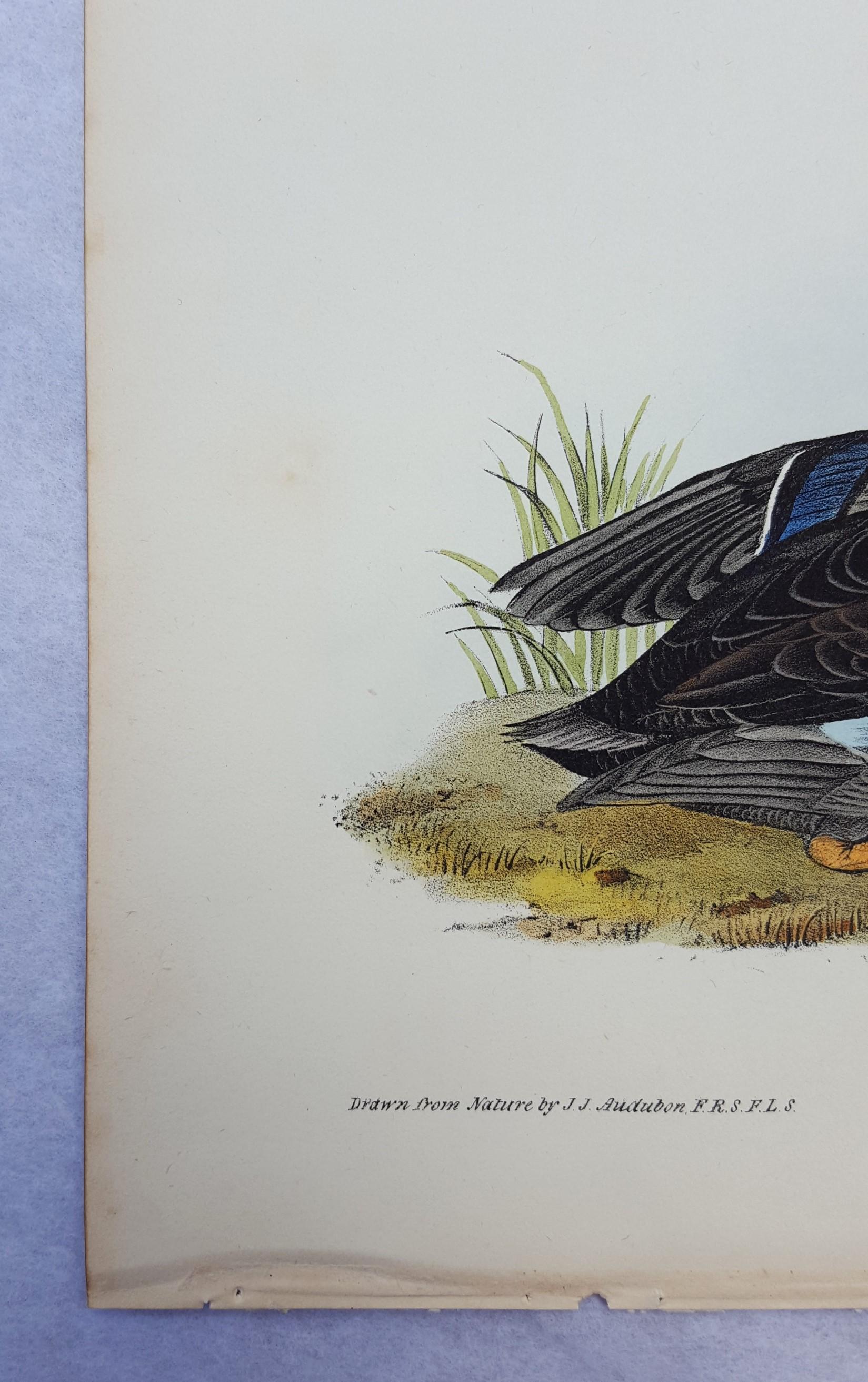 Duskey Duck - Victorian Print by John James Audubon