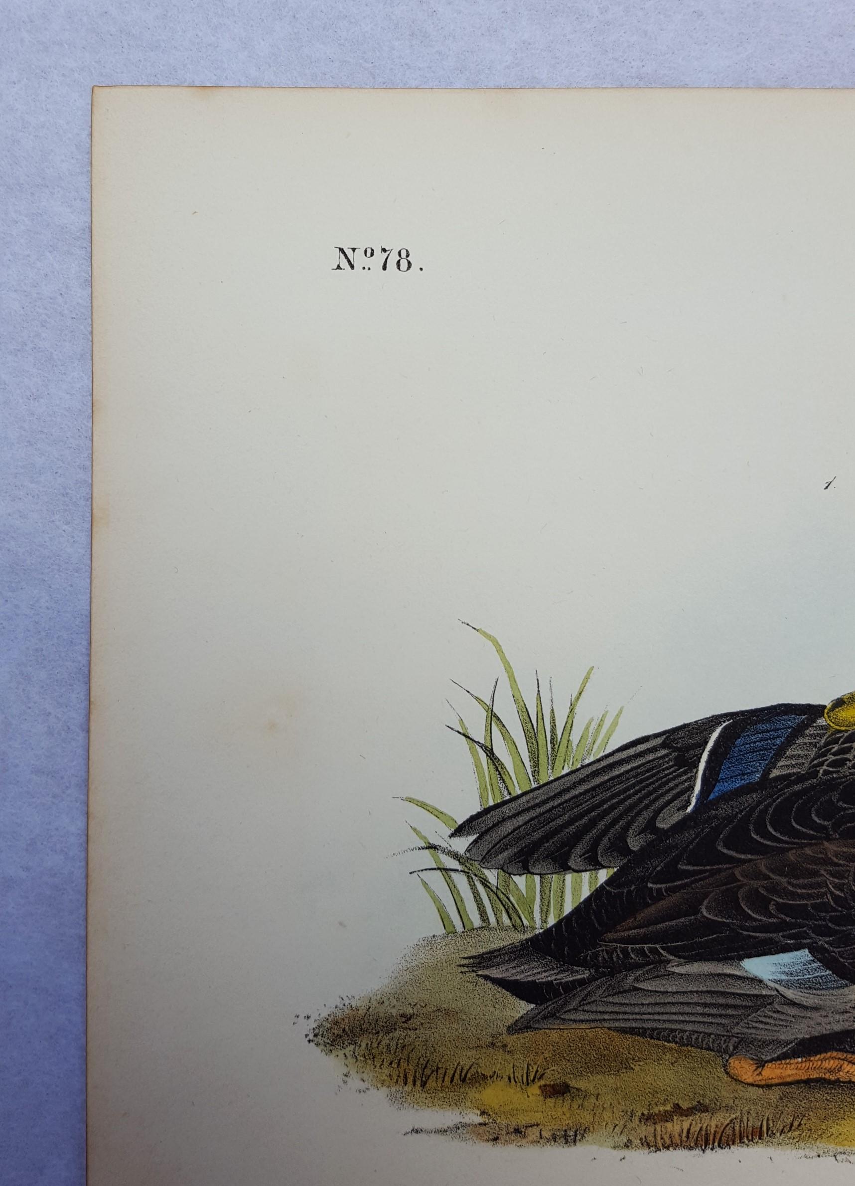 Duskey Duck - Beige Animal Print by John James Audubon