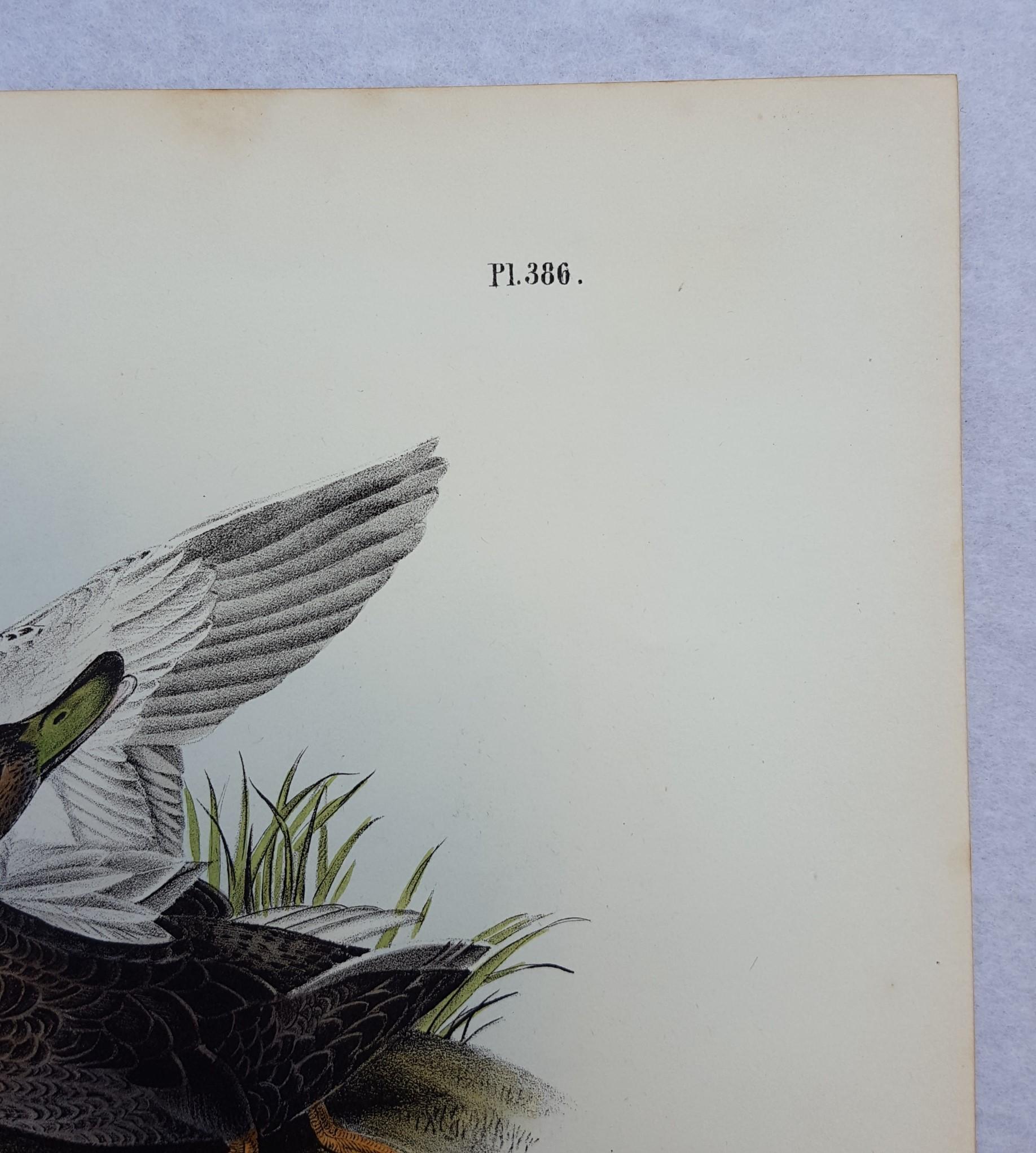 An original hand-colored lithograph on wove paper by American artist John James Audubon (1785-1851) titled 