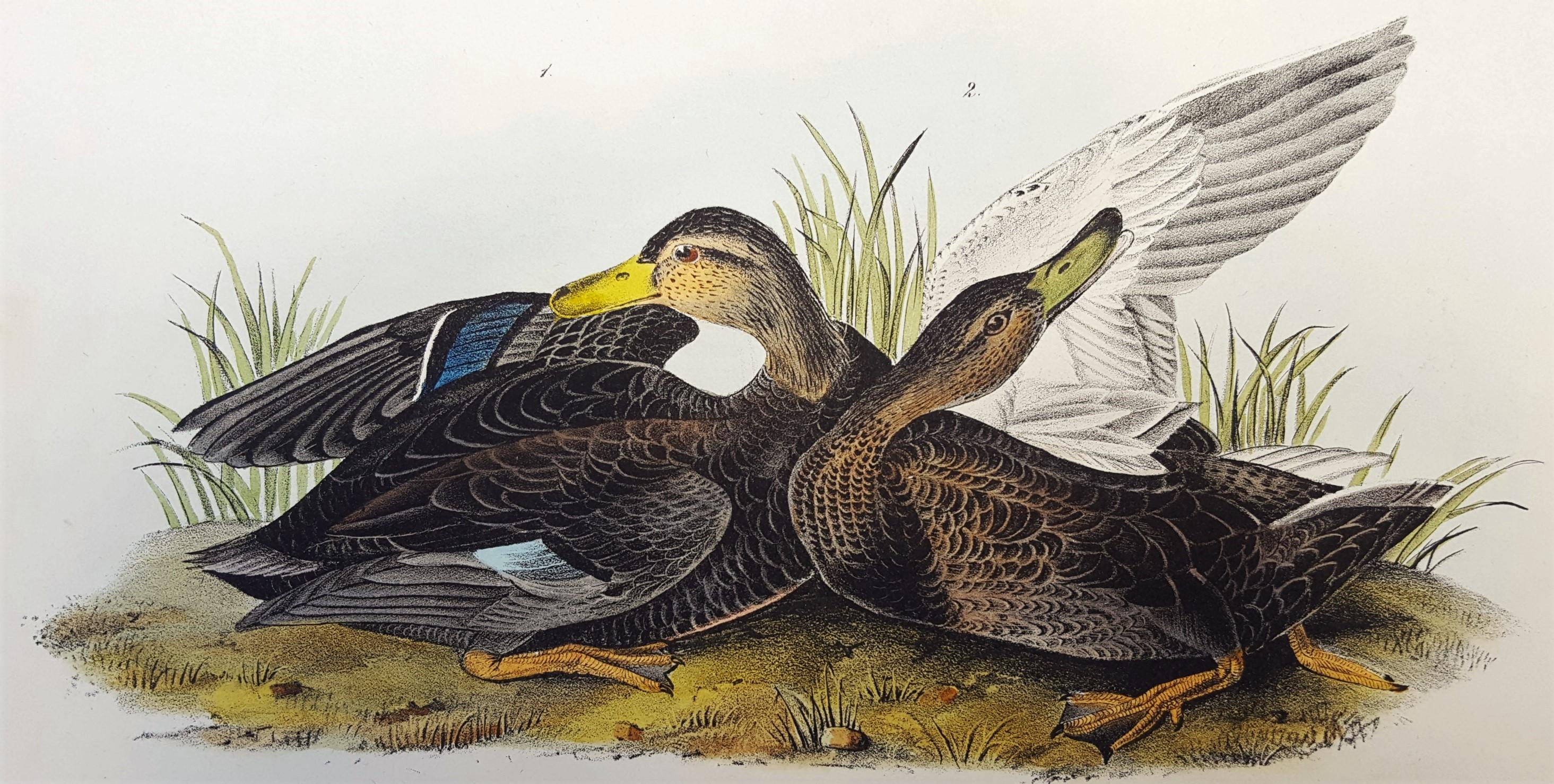 John James Audubon Animal Print - Duskey Duck