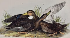 Dusky (Duskey) Duck: An Original Audubon Hand-colored Bird Lithograph