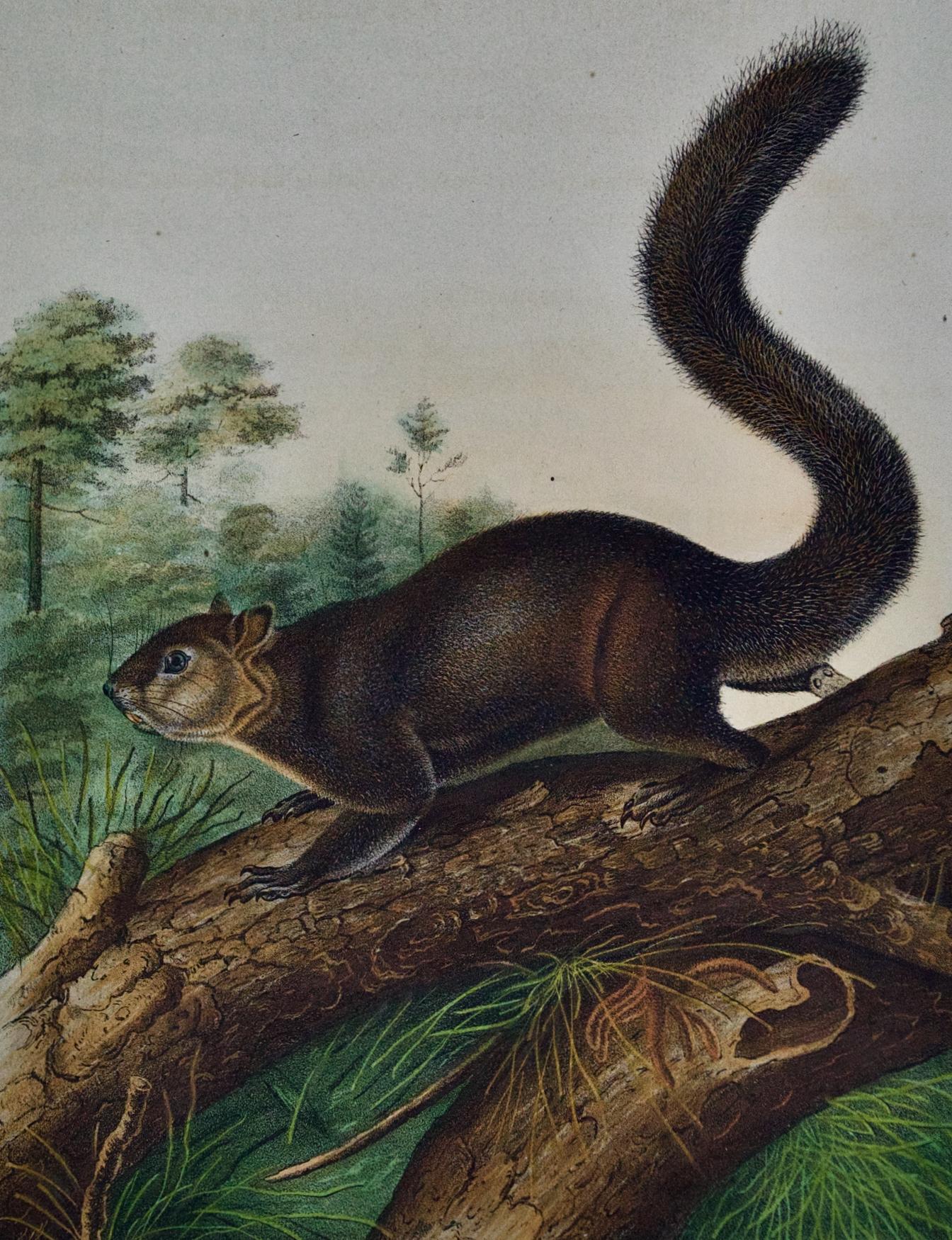 Écureuil sombre : Une lithographie originale du 19ème C. coloriée à la main par John J. Audubon - Naturalisme Print par John James Audubon