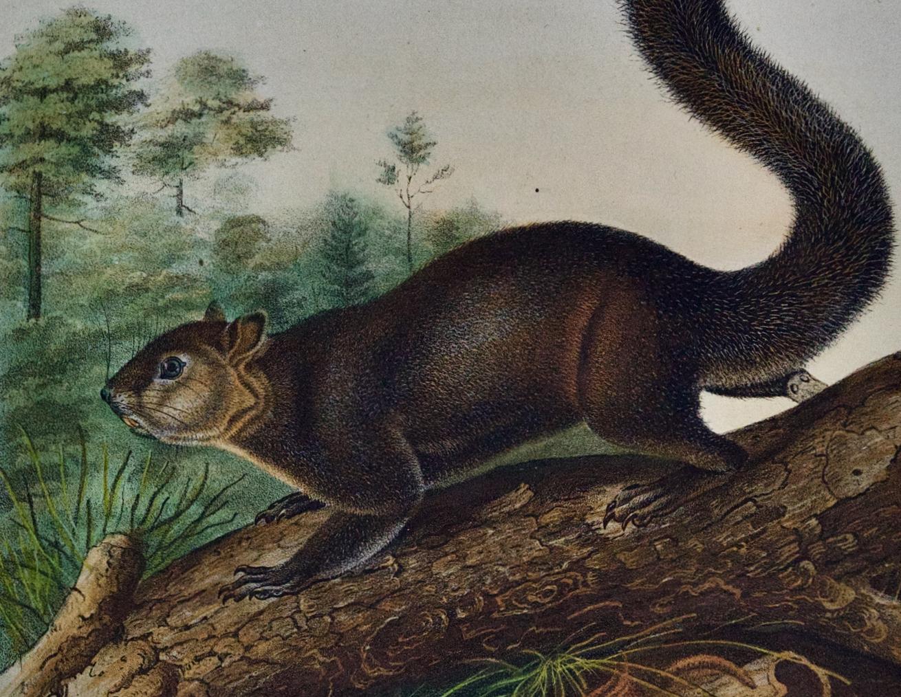 Écureuil sombre : Une lithographie originale du 19ème C. coloriée à la main par John J. Audubon - Gris Landscape Print par John James Audubon