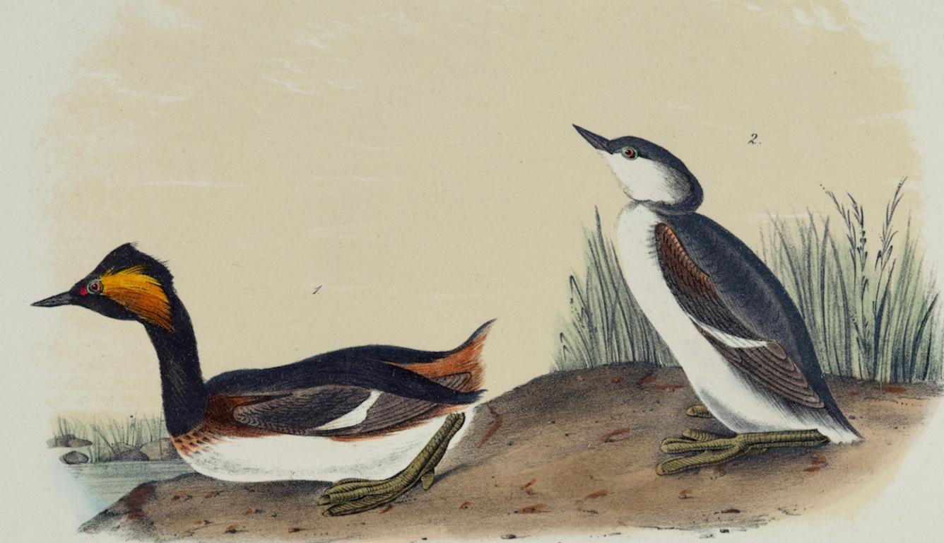 Eared Grebe: An Original 19th C. Audubon Hand-colored Bird Lithograph  - Print by John James Audubon