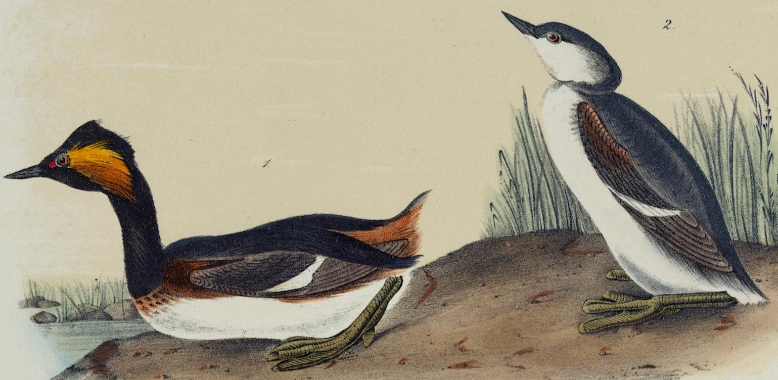 Eared Grebe : une lithographie originale d'Audubon du 19e siècle, colorée à la main  - Naturalisme Print par John James Audubon