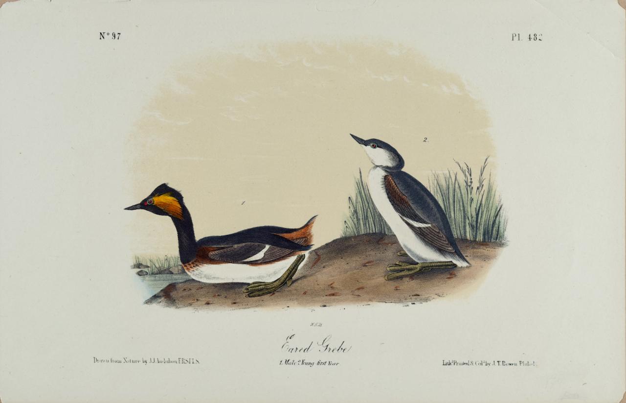 John James Audubon Animal Print – Eared Grebe: Eine originale handkolorierte Vogellithographie von Audubon aus dem 19. Jahrhundert 
