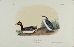 Eared Grebe : une lithographie originale d'Audubon du 19e siècle, colorée à la main 