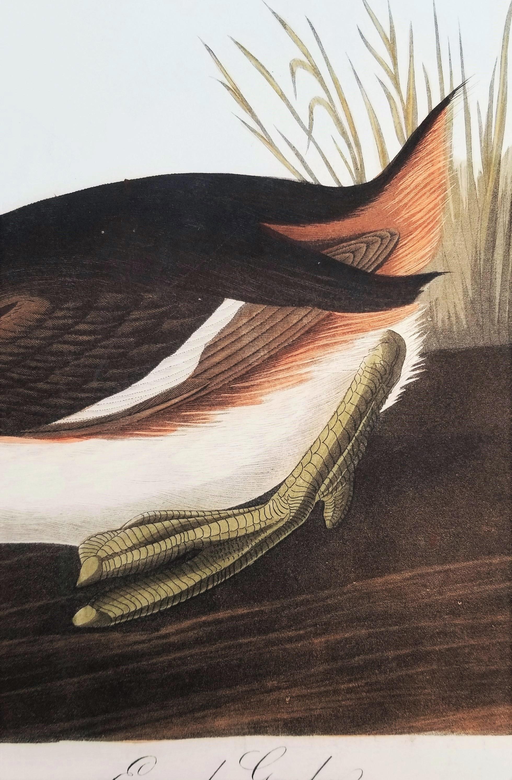 Grèbe huppé /// John James Audubon Ornithology Havell Edition Bird Animal Art en vente 9