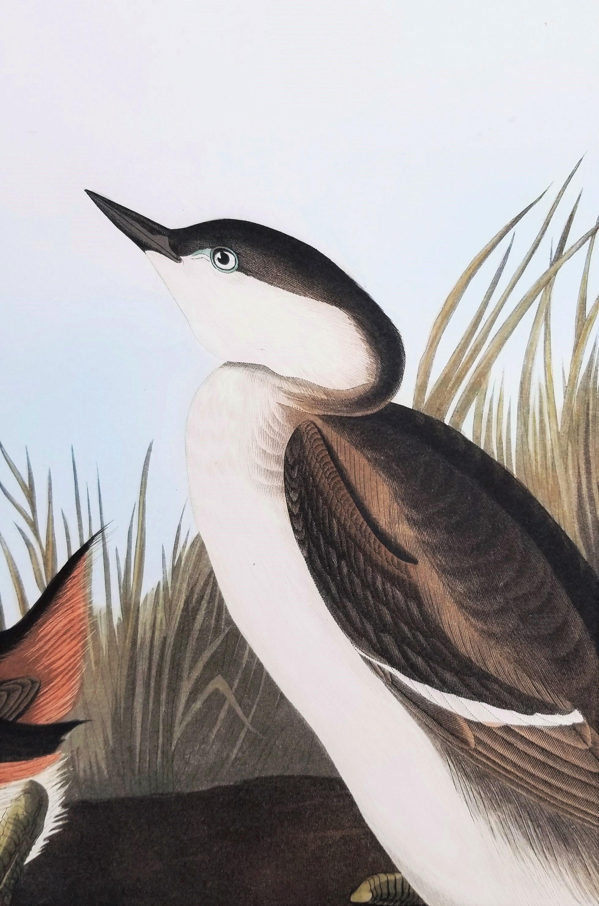 Grèbe huppé /// John James Audubon Ornithology Havell Edition Bird Animal Art en vente 11