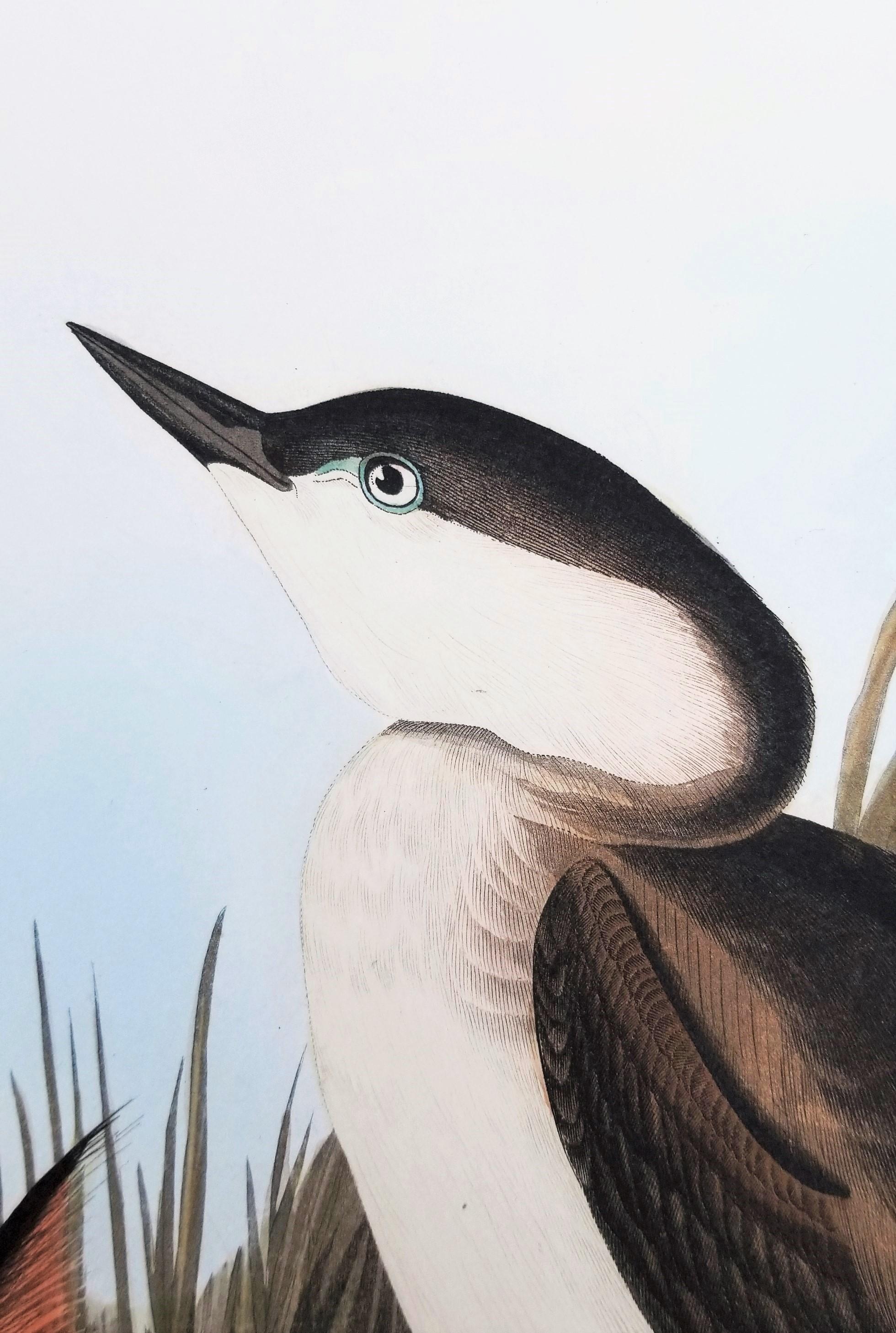 Grèbe huppé /// John James Audubon Ornithology Havell Edition Bird Animal Art en vente 12