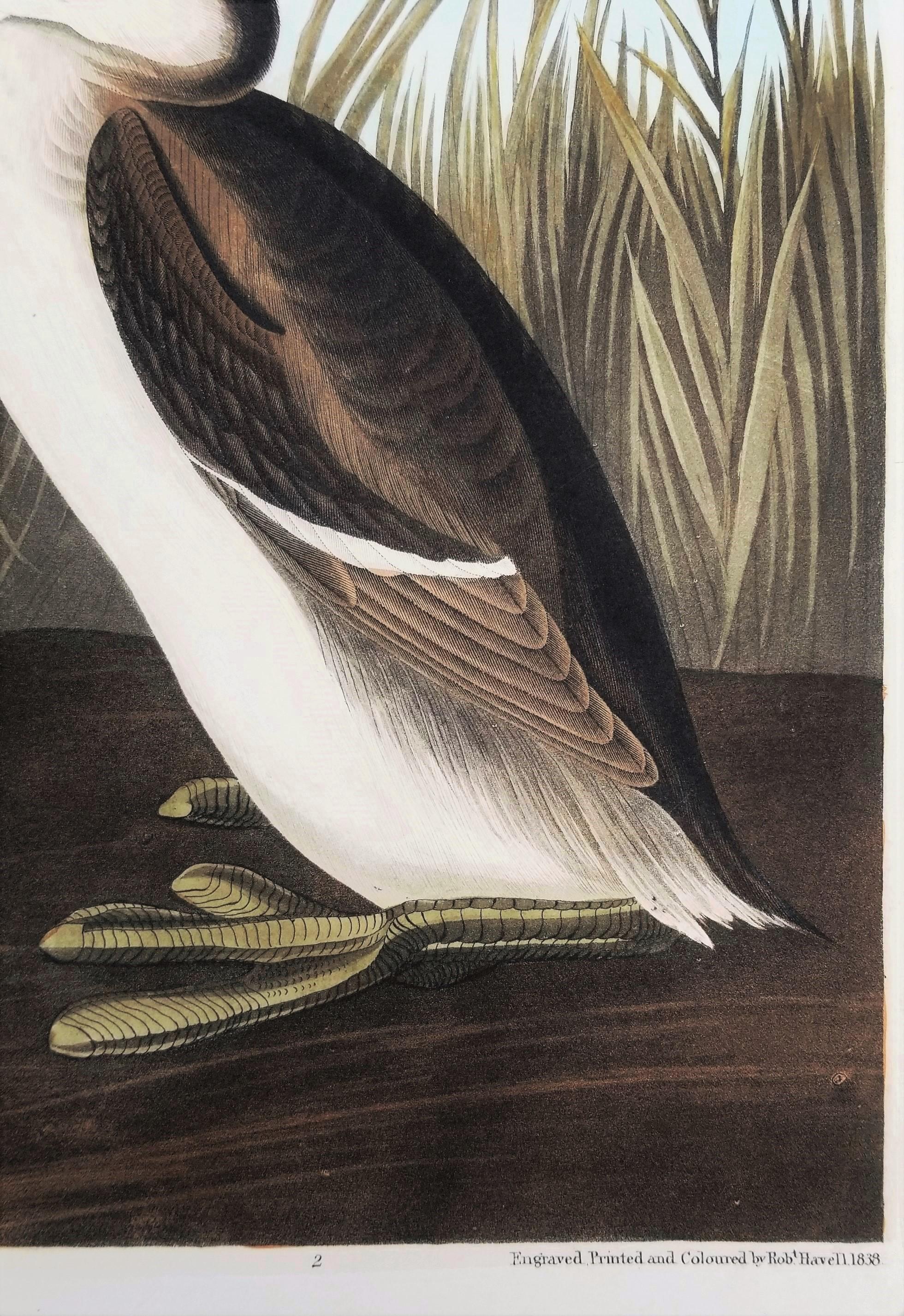 Eared Grebe /// John James Audubon Ornithology Havell Edition Bird Animal Art For Sale 13