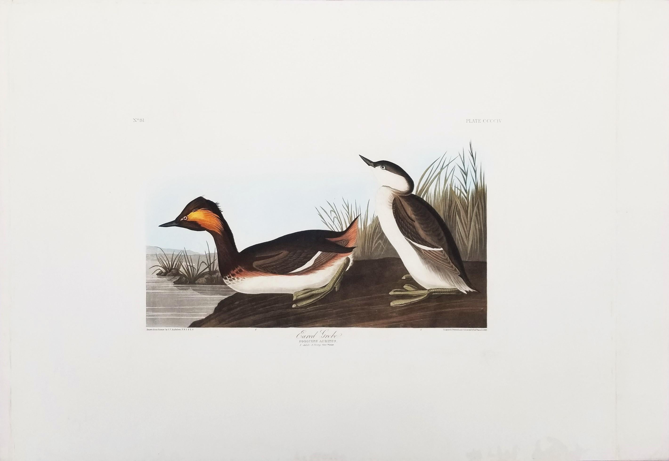 Grèbe huppé /// John James Audubon Ornithology Havell Edition Bird Animal Art en vente 1