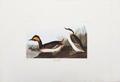 Eared Grebe /// John James Audubon Ornithology Havell Edition Bird Animal Art