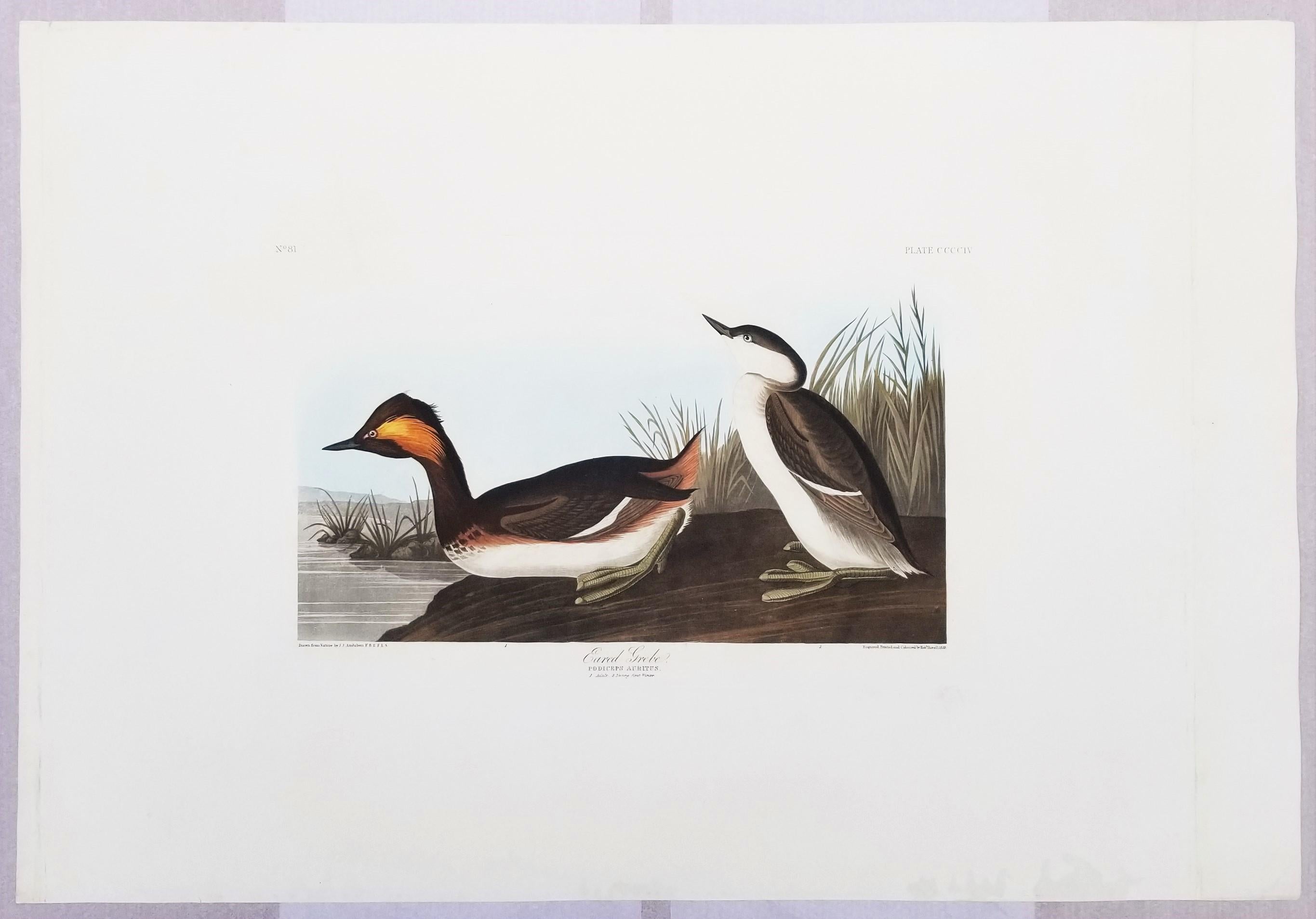 Grèbe huppé /// John James Audubon Ornithology Havell Edition Bird Animal Art en vente 2