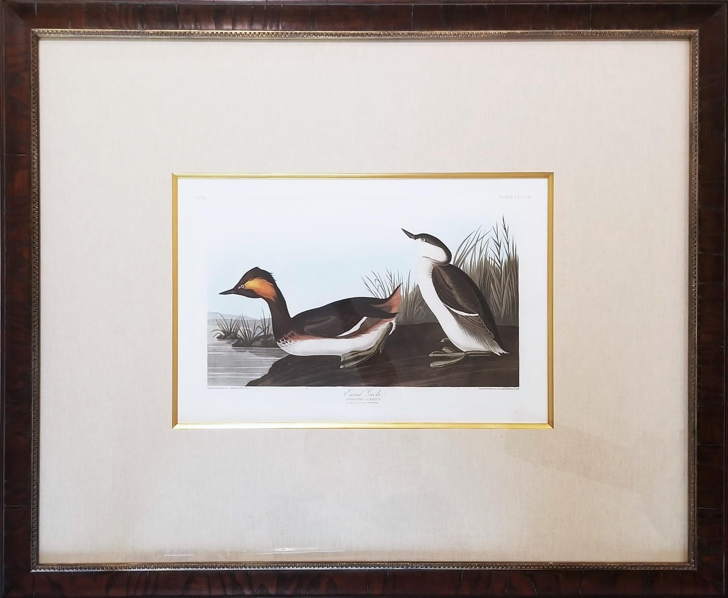 Eared Grebe /// John James Audubon Ornithology Havell Edition Bird Animal Art For Sale 3