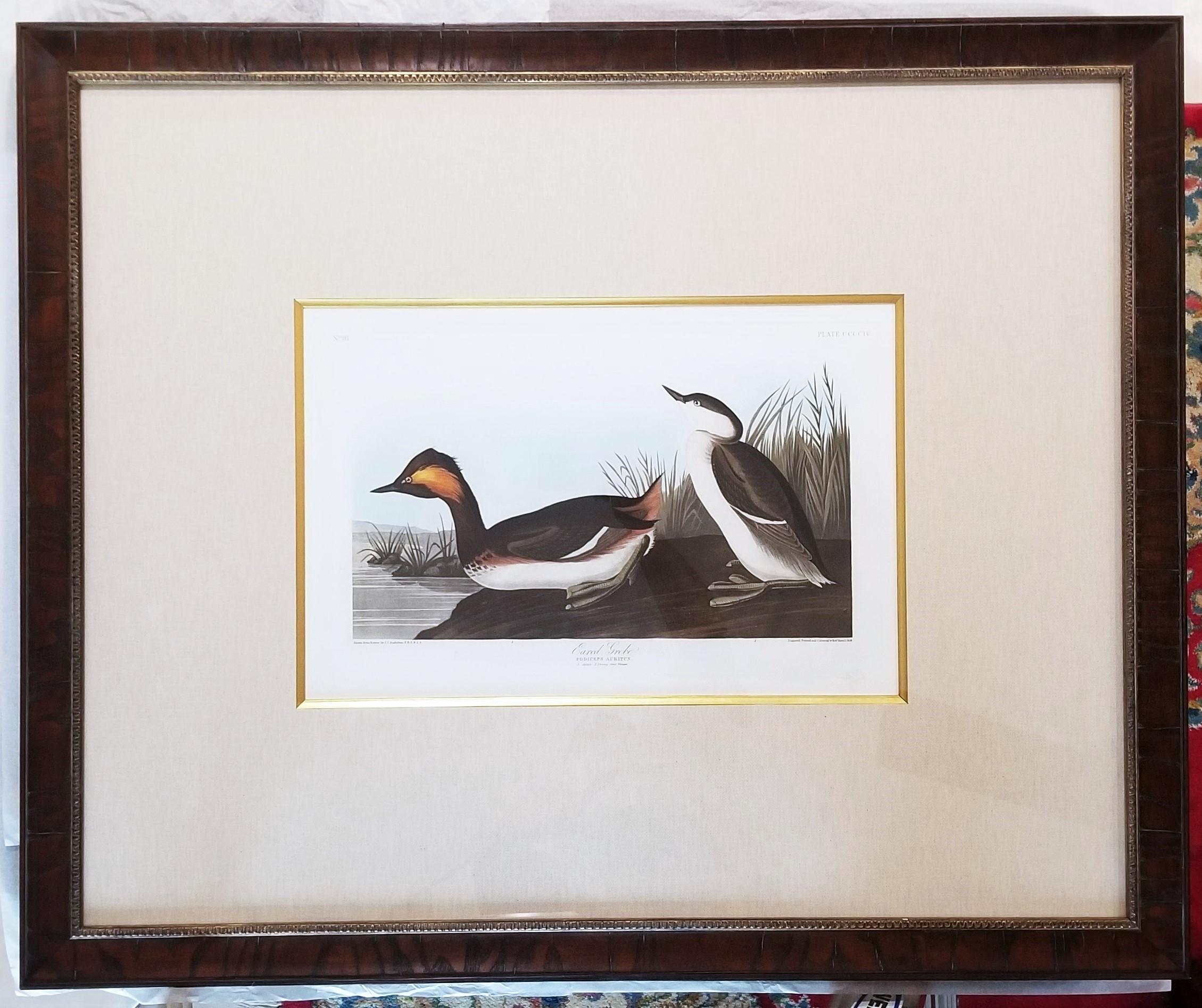 Eared Grebe /// John James Audubon Ornithology Havell Edition Bird Animal Art For Sale 4