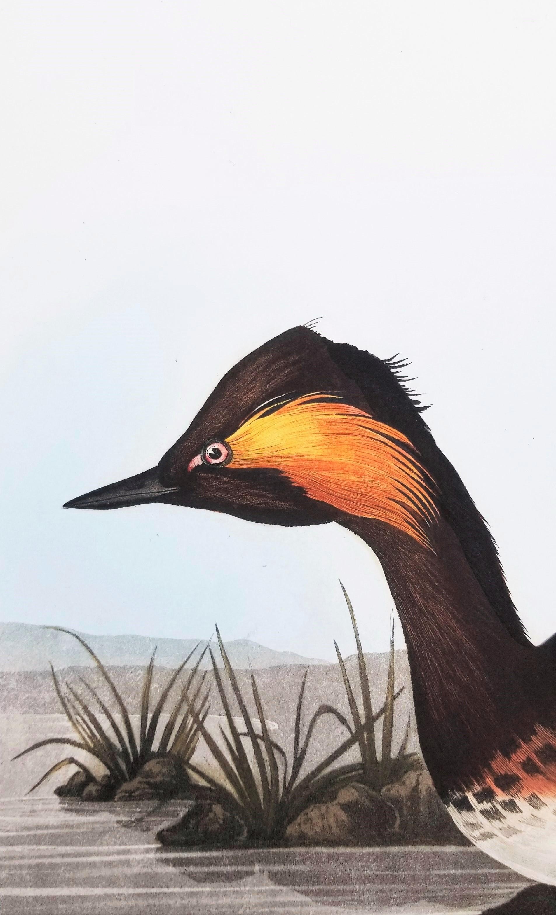 Eared Grebe /// John James Audubon Ornithology Havell Edition Bird Animal Art For Sale 7