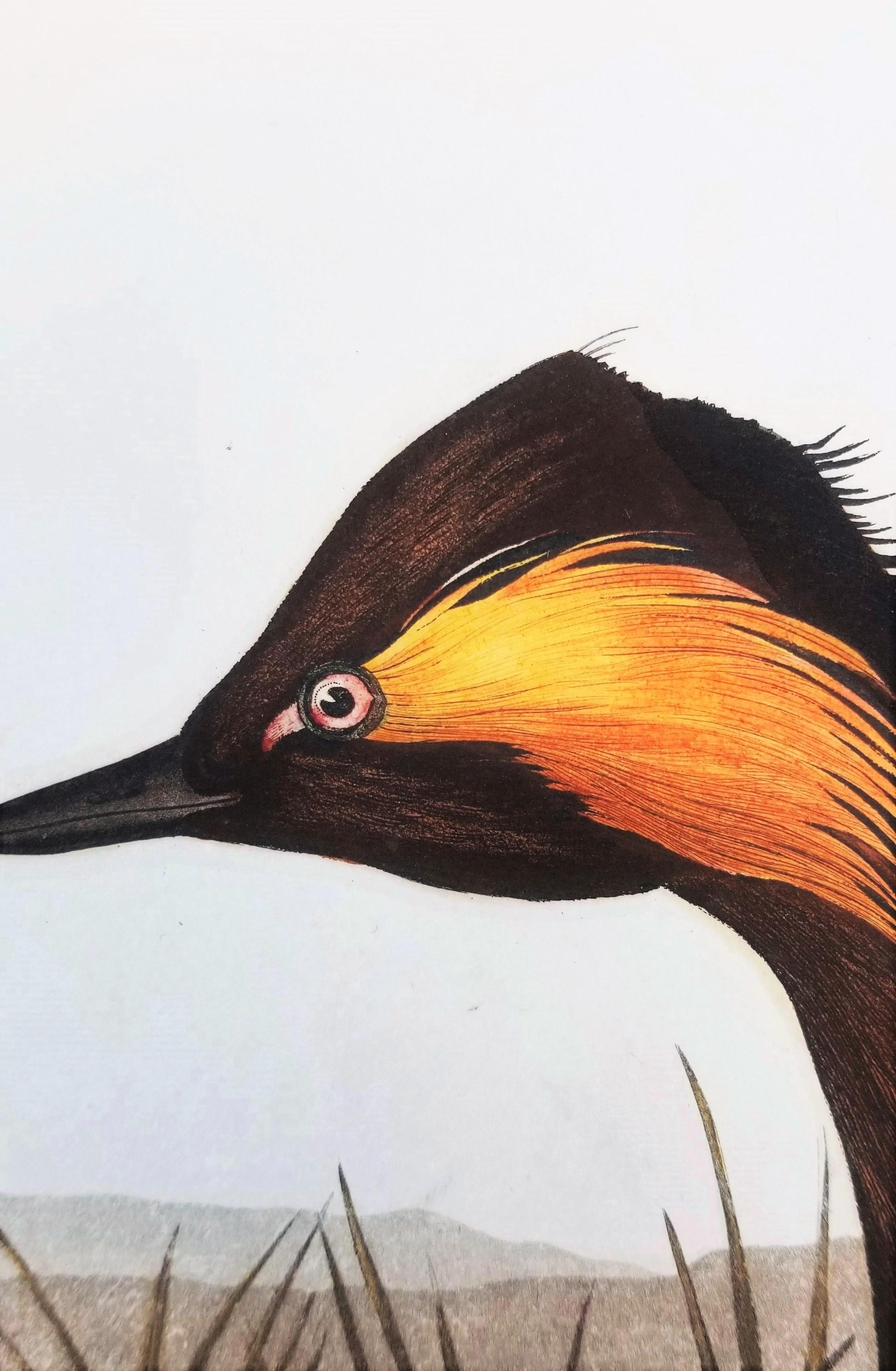 Grèbe huppé /// John James Audubon Ornithology Havell Edition Bird Animal Art en vente 8