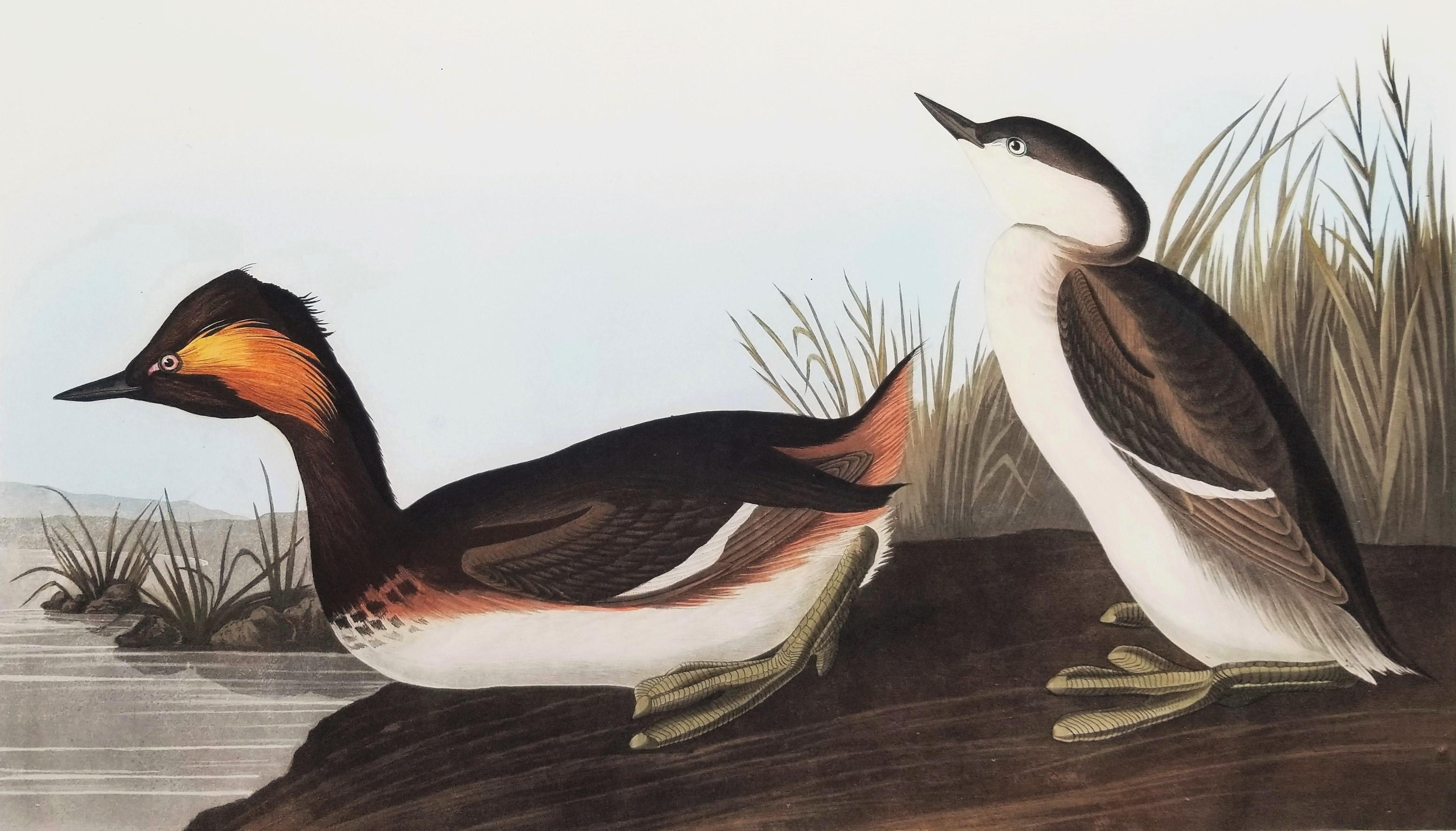 Eared Grebe /// John James Audubon Ornithology Havell Edition Vogel-Tierkunst