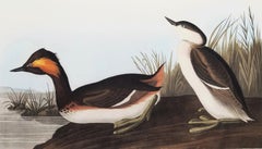 Grèbe huppé /// John James Audubon Ornithology Havell Edition Bird Animal Art