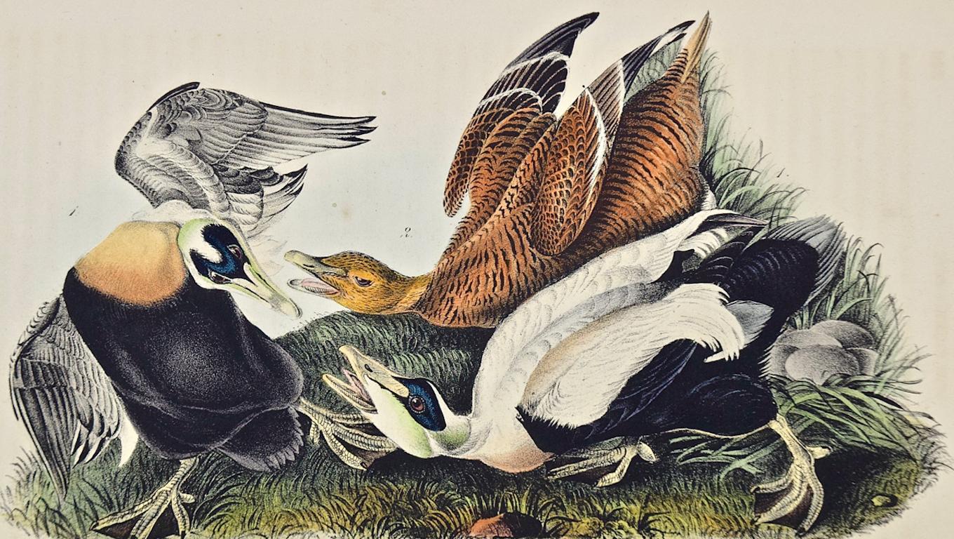 Eider Duck: an Original 1st Edition Hand Colored Audubon Bird Lithograph - Print by John James Audubon