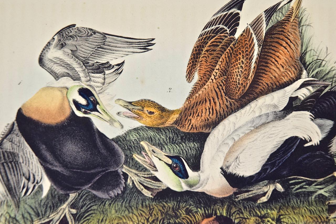 audubon prints original