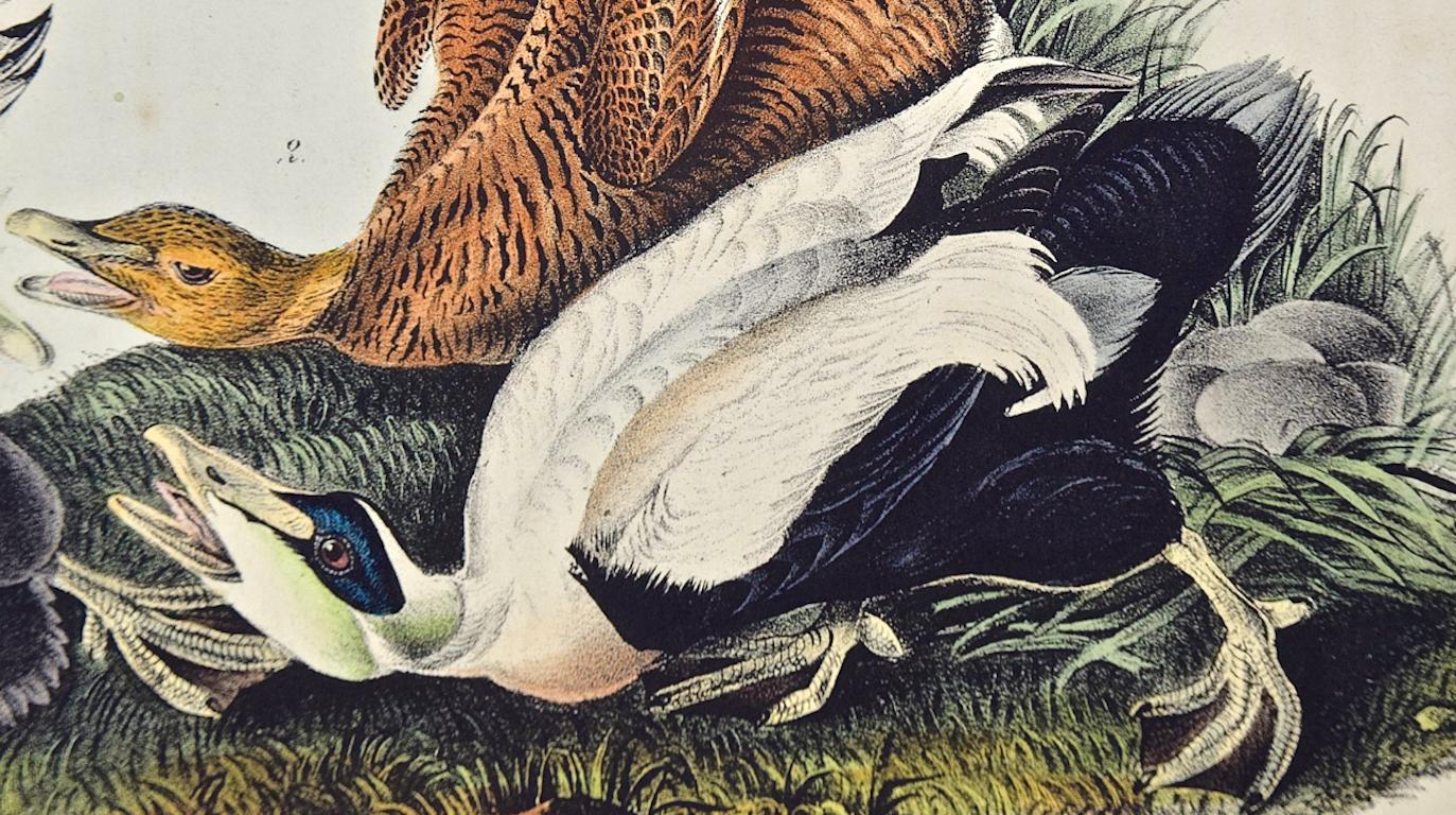 Eider Duck: an Original 1st Edition Hand Colored Audubon Bird Lithograph - Naturalistic Print by John James Audubon