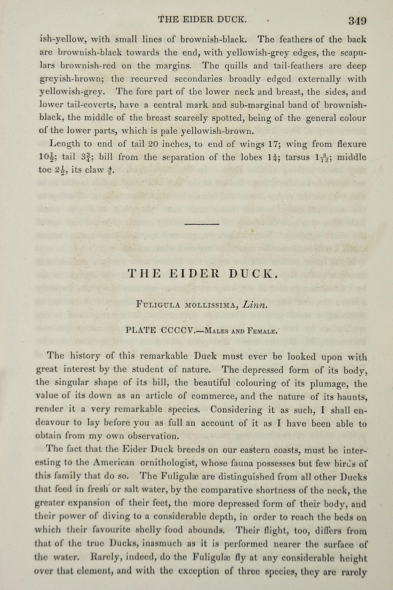 Eider Duck: an Original 1st Edition Hand Colored Audubon Bird Lithograph - Beige Animal Print by John James Audubon