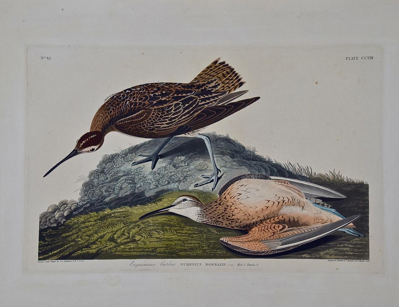 « Esquimaux Curlew » : une gravure originale d'Audubon encadrée et colorée à la main en forme de feuille - Print de John James Audubon