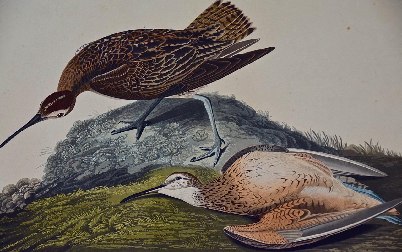 « Esquimaux Curlew » : une gravure originale d'Audubon encadrée et colorée à la main en forme de feuille - Marron Landscape Print par John James Audubon