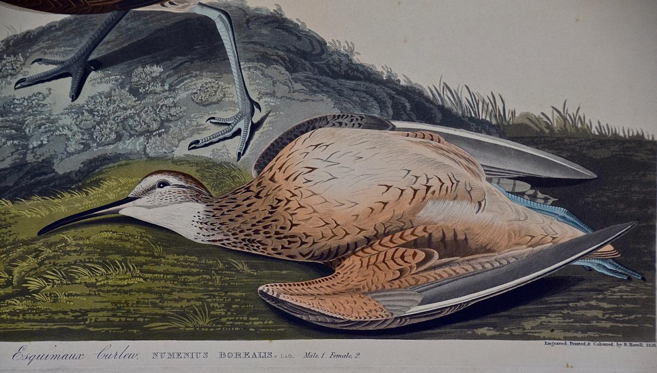 Il s'agit d'une gravure originale de John James Audubon, coloriée à la main, édition folio, intitulée 
