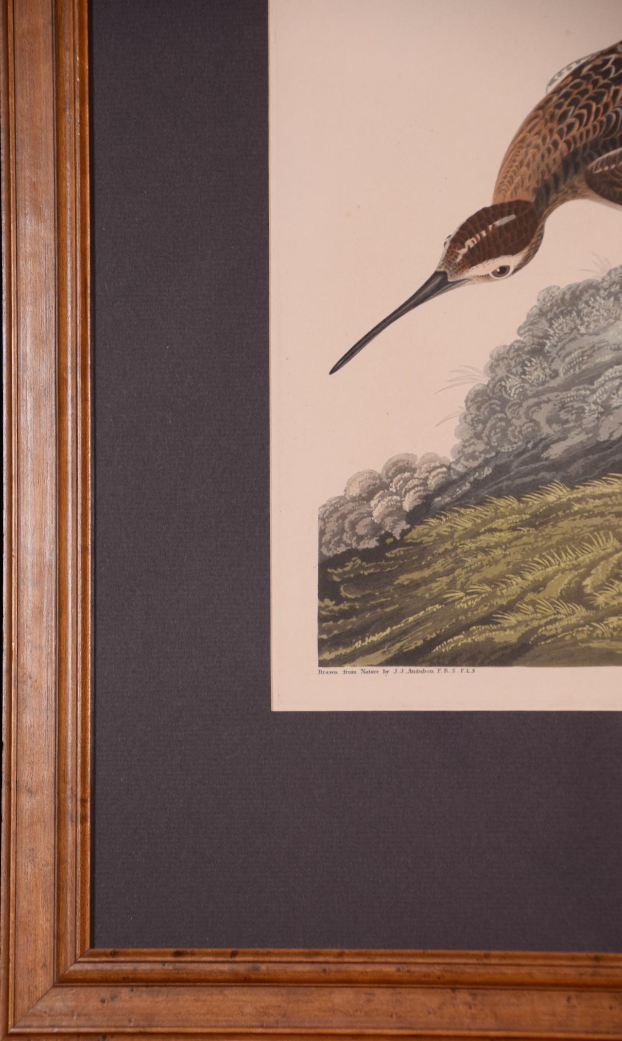 « Esquimaux Curlew » : une gravure originale d'Audubon encadrée et colorée à la main en forme de feuille en vente 2