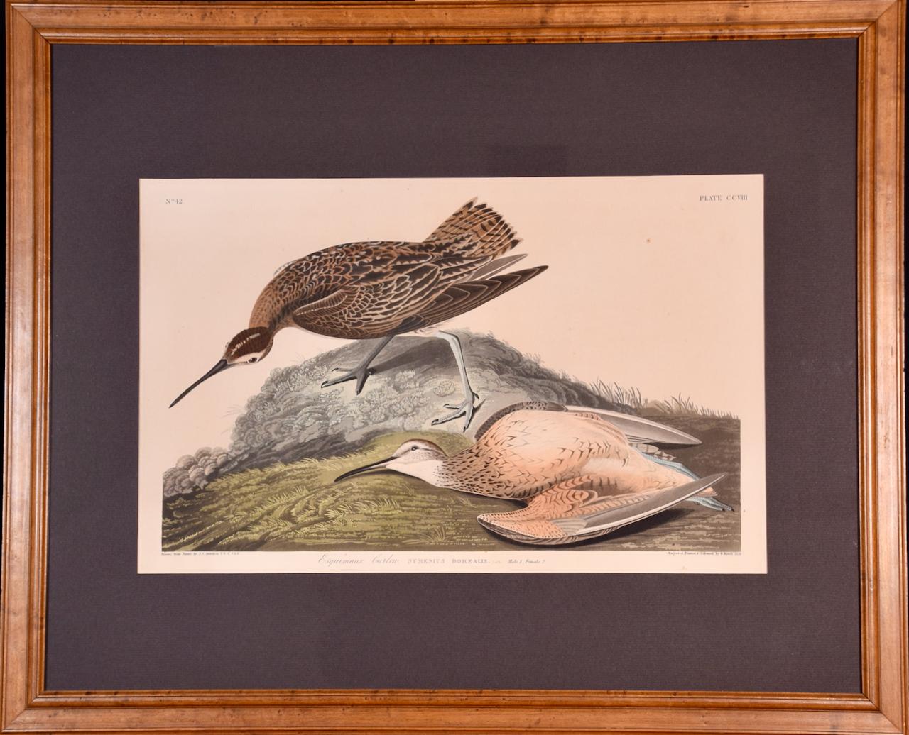 « Esquimaux Curlew » : une gravure originale d'Audubon encadrée et colorée à la main en forme de feuille 