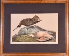 "Esquimaux Curlew": A Framed Original Audubon Hand-colored Folio Engraving 
