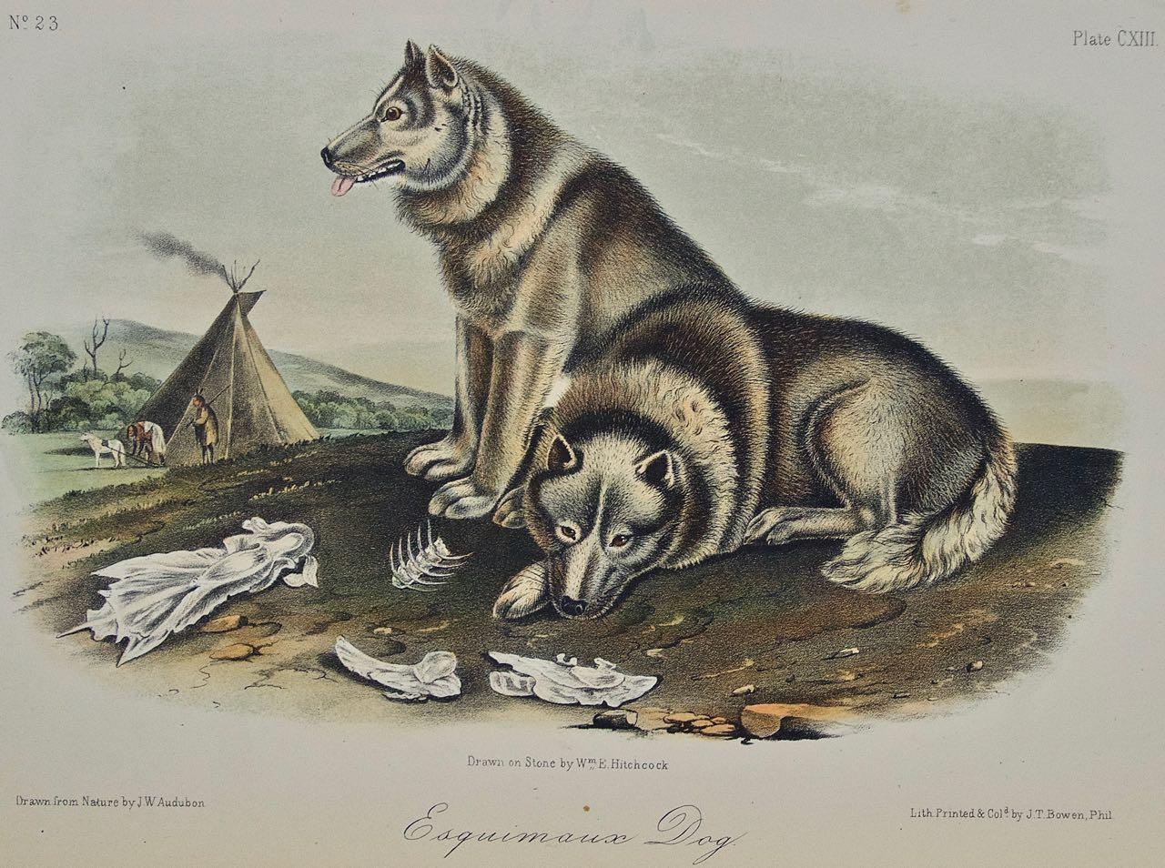 « Esquimaux Dog » : Lithographie originale d'Audubon du 19e siècle colorée à la main en forme de triangle  - Print de John James Audubon