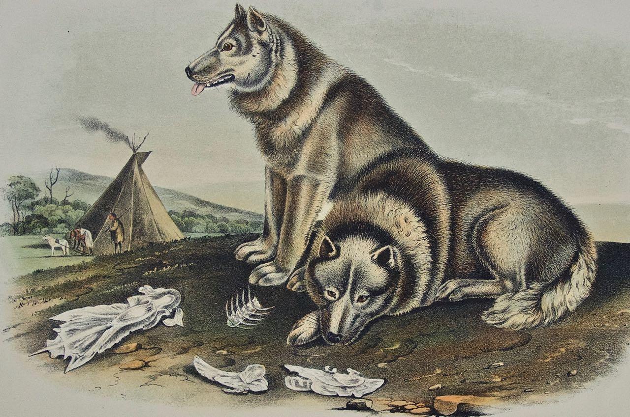 „Esquimaux-Hunde“: Eine handkolorierte, vierfache Lithographie von Audubon aus dem 19. Jahrhundert  (Naturalismus), Print, von John James Audubon