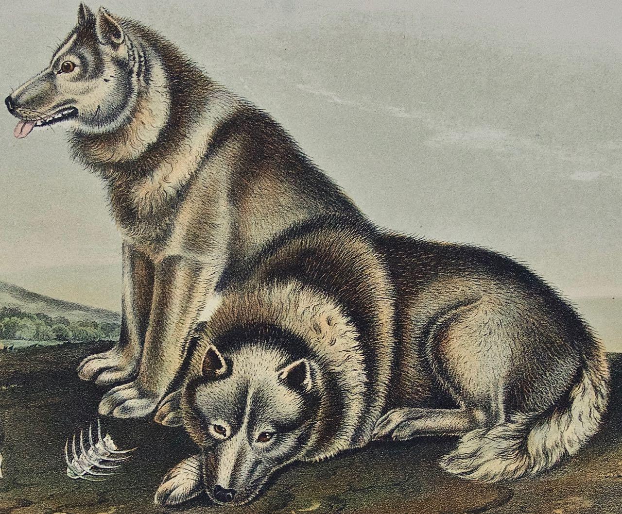 „Esquimaux-Hunde“: Eine handkolorierte, vierfache Lithographie von Audubon aus dem 19. Jahrhundert  (Grau), Landscape Print, von John James Audubon
