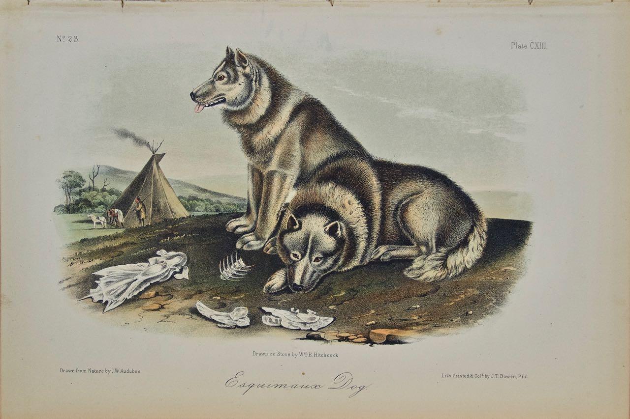 "Esquimaux Dog", an Original 19th C. Audubon Hand Colored Quadruped Lithograph 