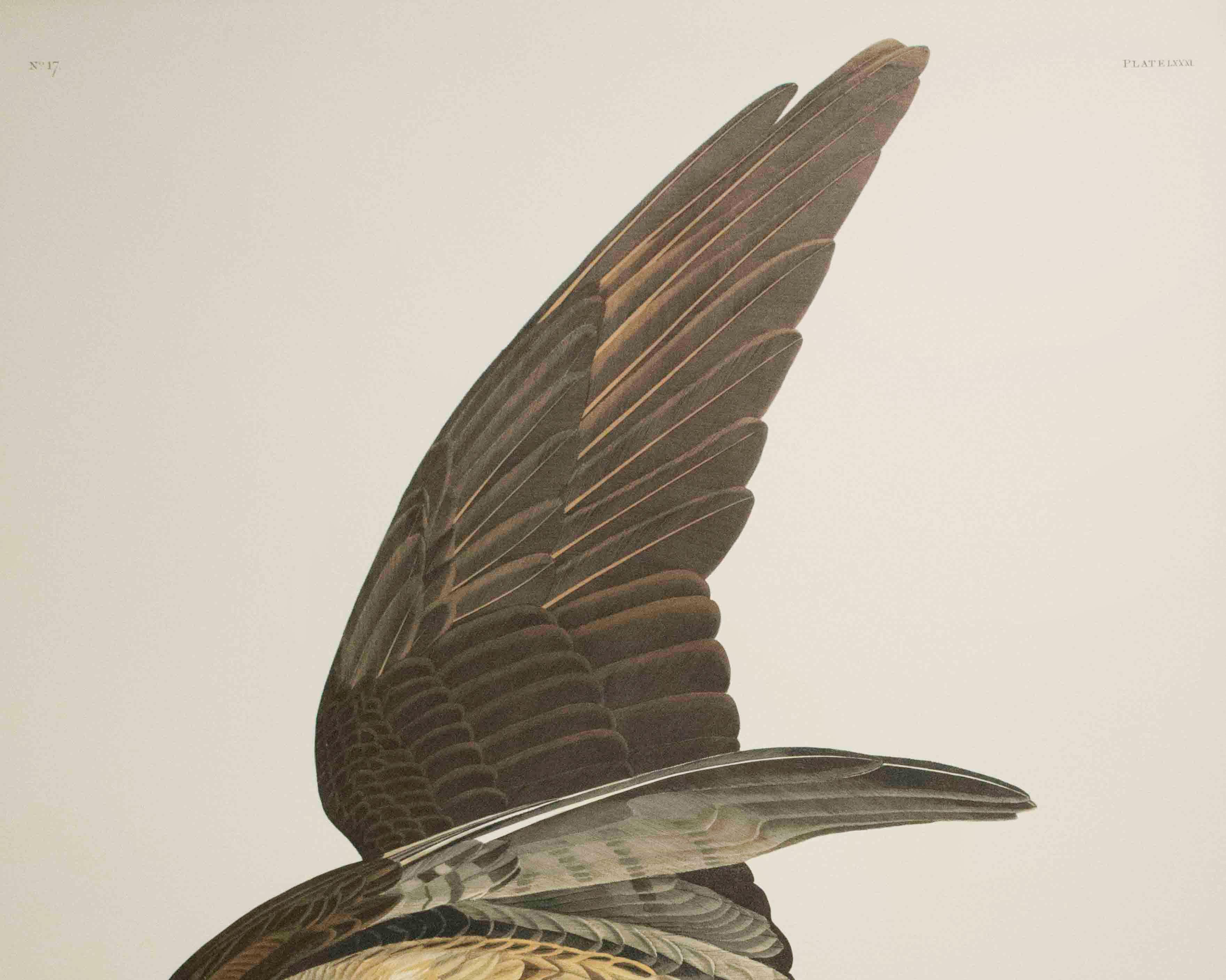 Dieses Werk ist eine Lithographie aus einer Mappe mit Audubons fünfzig besten Aquarellen, die 1999 von Joel Oppenheimer und dem Field Museum veröffentlicht wurde. Diese Kollektion enthält fünfzig der besten Vogel-Aquarelle von John James Audubon,