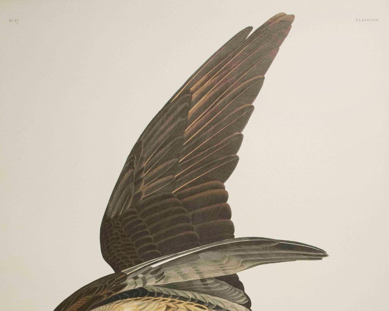After John James Audubon - Fish Hawk, or Osprey, Edition Pl. 81