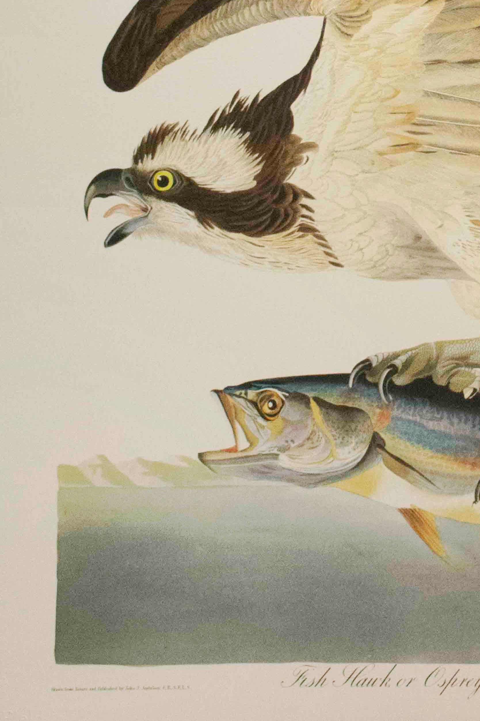 Fish Hawk, or Osprey, Edition Pl. 81 - Naturalistic Print by After John James Audubon