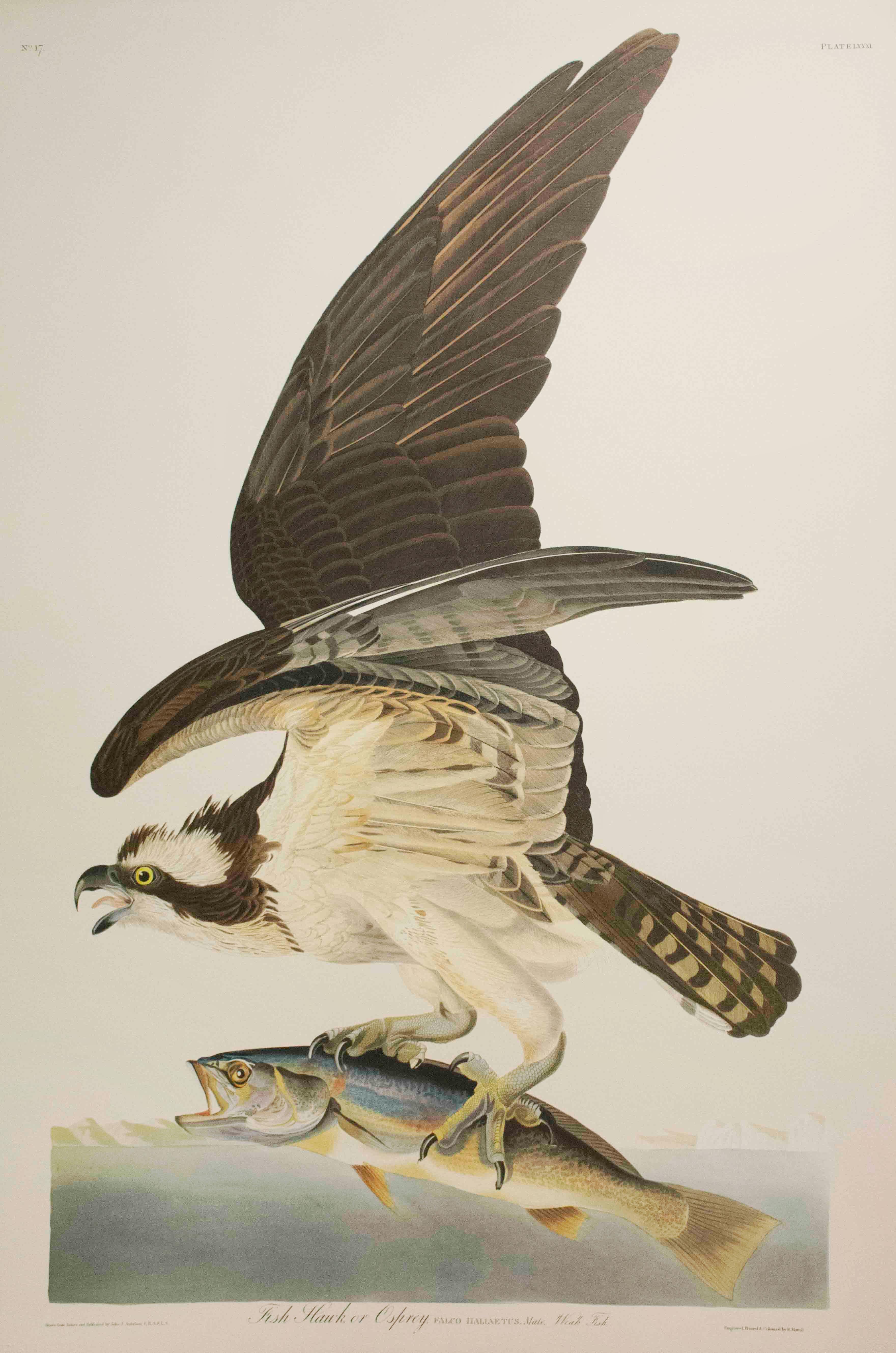 Fish Hawk, oder Osprey, Auflage Pl. 81 (Beige), Animal Print, von After John James Audubon